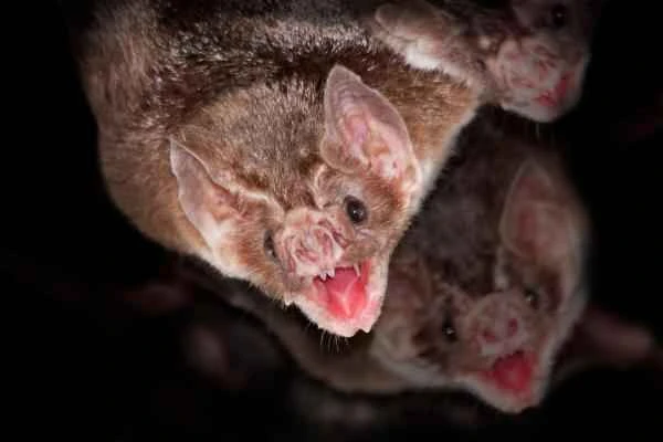 Bat species - Vampire bat (Desmodus rotundus)