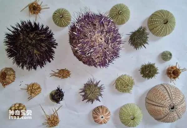 Top 10 Best-Tasting Sea Urchins in the World