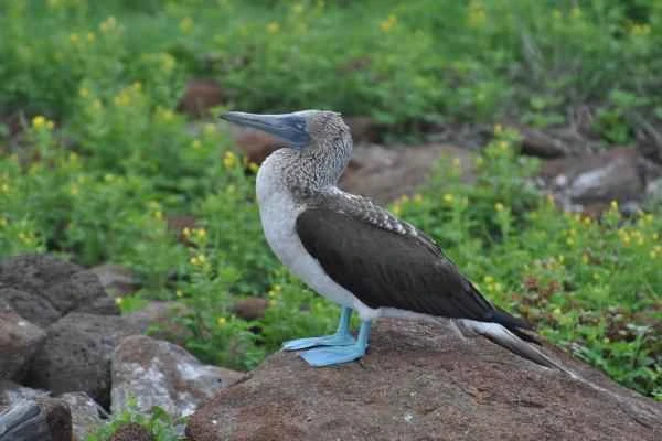 Blue-footed Booby: Physical Characteristics, Distribution Area, and Dietary Habits