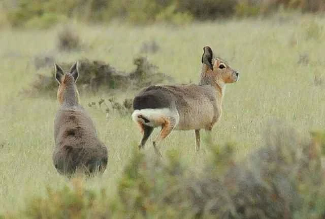 巴塔哥尼亚豚鼠（Dolichotis patagonum），也称巴塔哥尼亚玛拉或巴塔哥尼亚野兔