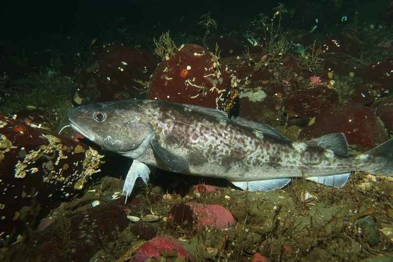 2025022785026296.jpeg 2.jpeg