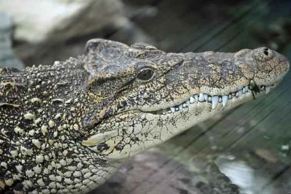 Endangered crocodile - Cuban crocodile is critically endangered