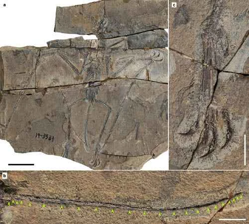 The discovery and evolution of Zheng's fighting pterosaur