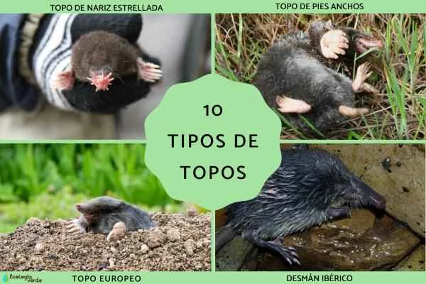 Introduction to 10 common mole species (with characteristics and distribution, global perspective)
