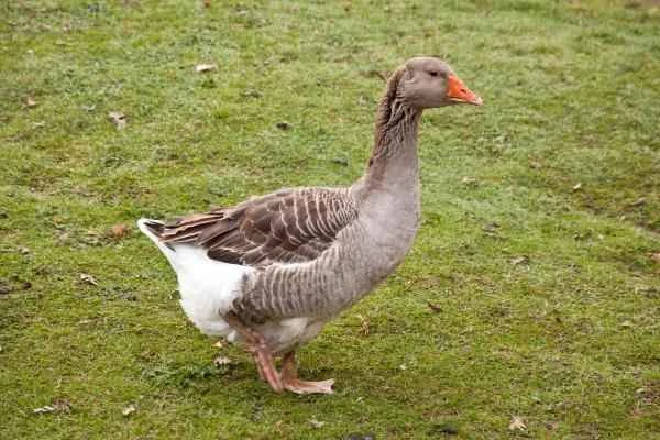 Geese breeds - Toulouse geese