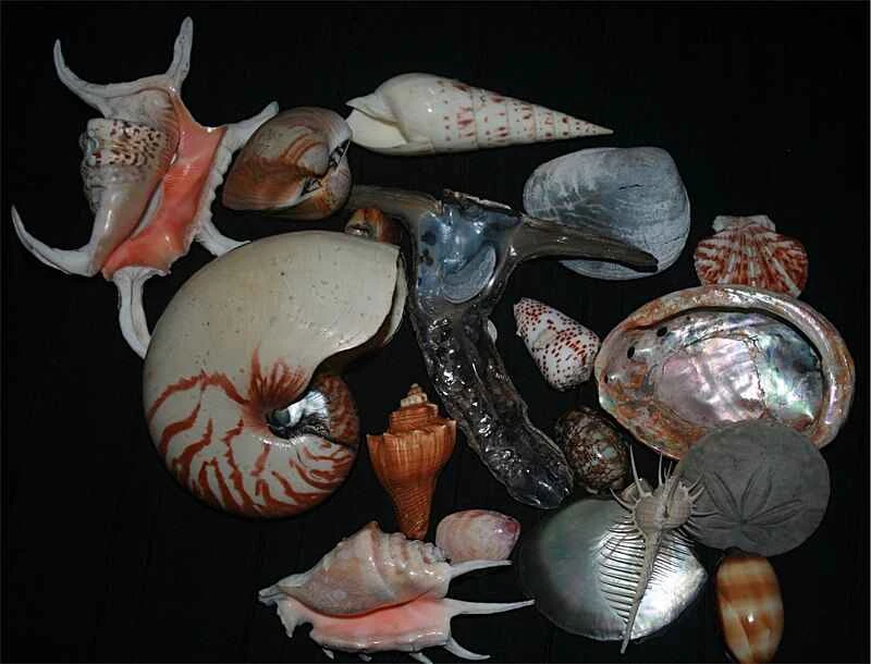 Shells_of_marine_Mollusc1 (1).jpg