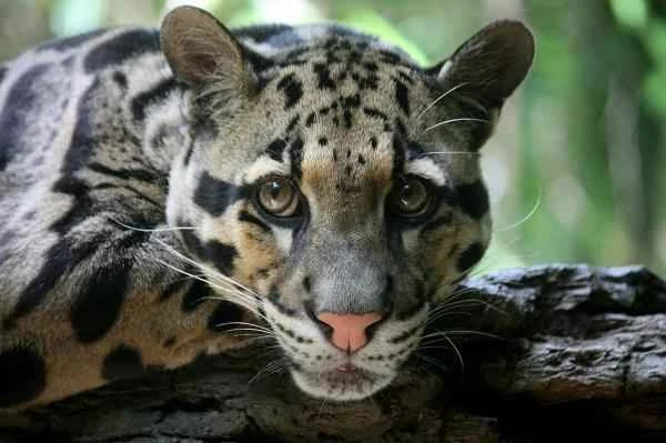 Día Internacional del Leopardo Nublado o Pantera Nebulosa - Por Quése extinguió el leopardo Nublado de Formosa