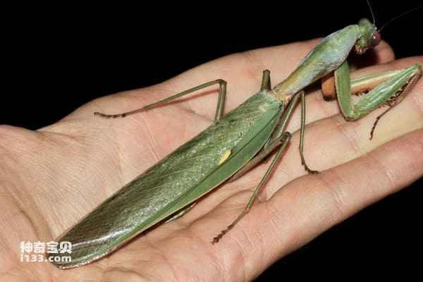 The world's top ten most powerful praying mantises, a list of the strongest praying mantis species.
