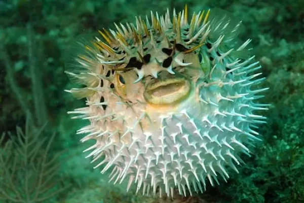 The world's most venomous and dangerous marine life