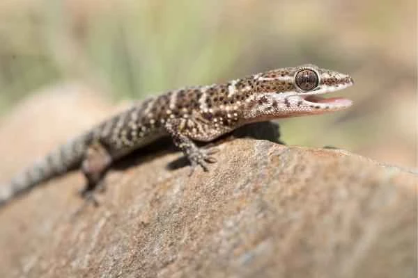 Argentine reptiles - Salamanca gecko