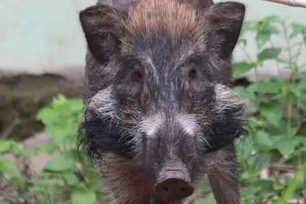Wild Boar Species - Javanese Wild Boar
