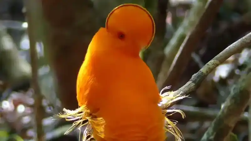 10 Strange Birds That Look Like Animated Characters (Enhanced Chinese Version)
