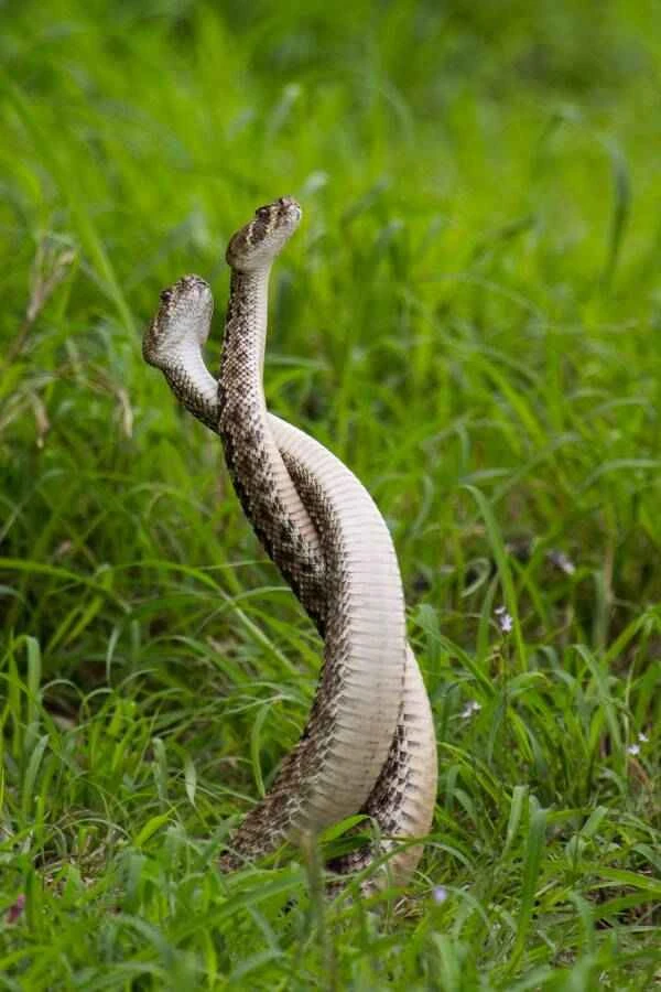 Rattlesnake fighting dance and when do they perform this behavior?