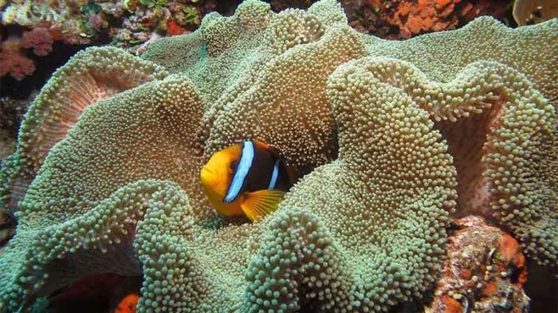 Saddle Carpet Sea Anemone (Stichodactyla haddoni)