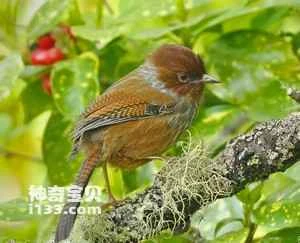 A bird species endemic to Taiwan (the Formosan spotted-winged babbler, which is not known for its singing).