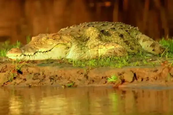 Crocodile habitat: Where do they live?