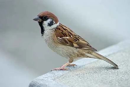 Detailed information and habits of sparrows