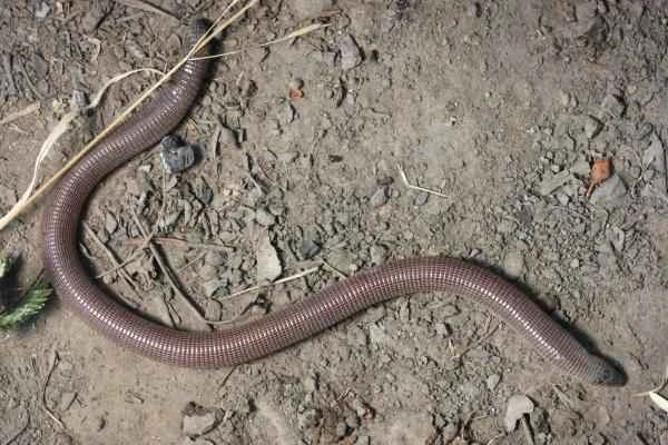 Argentine reptiles - blind vipers