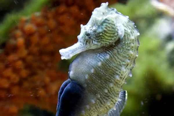 Tipos de caballitos de mar - Caballito de mar lineado (Hippocampus erectus)