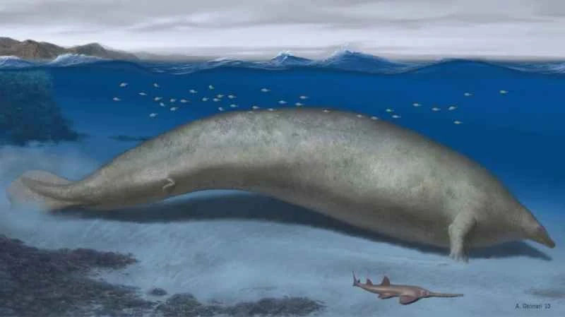 An animal larger than a blue whale, weighing the equivalent of eight medium-sized passenger planes.