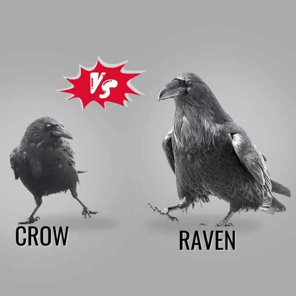Crow vs. Raven: What's the difference?