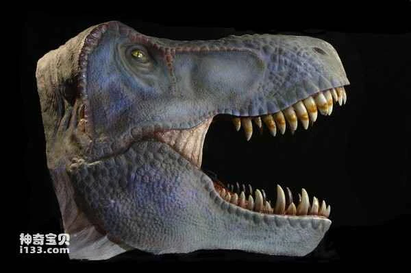 What are the differences in sensory perception between carnivorous and herbivorous dinosaurs?