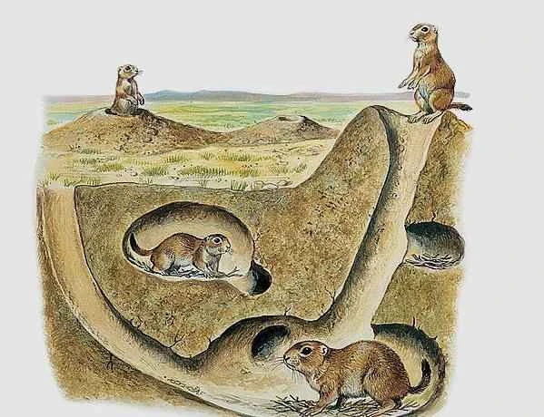 The world's burrowing animals: How do they adapt to their environment?