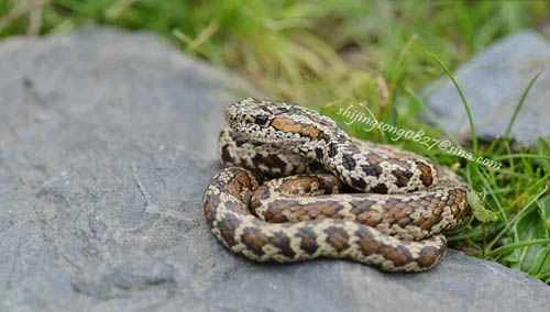 Discovery of a new species of red-spotted alpine pit viper