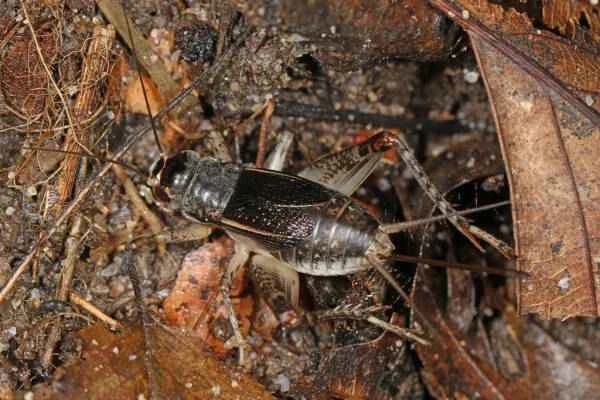 The world's top ten most valuable crickets: Which cricket breed is the most expensive?