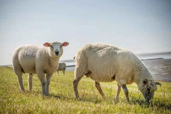 Tipos de ovejas - Oveja Texel