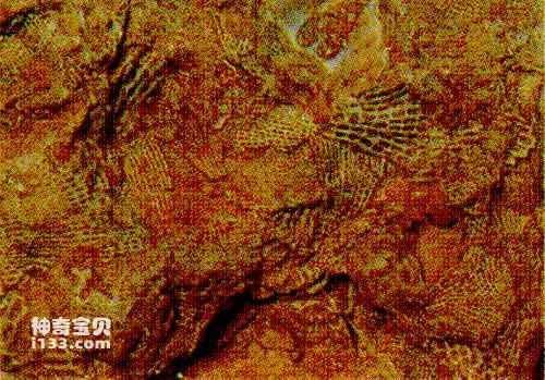 Evolution of ancient bryophytes