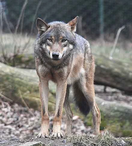 Detailed information and habits of wolves