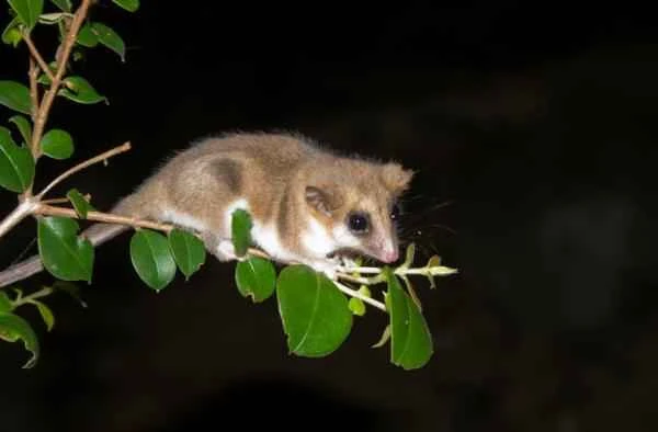 Animals of Patagonia-Monito de monte