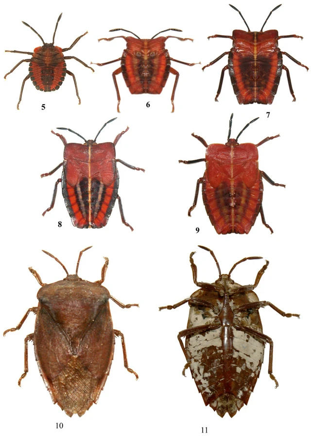 荔枝/龙眼臭虫（Lychee/Longan Stink Bug, Tessaratoma papillosa）