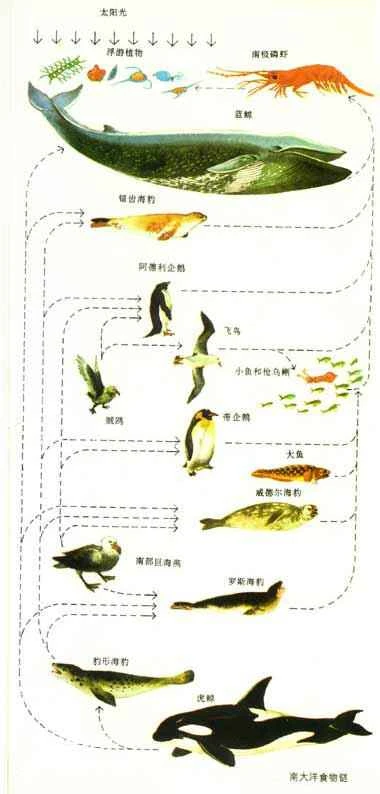 The food chain (interdependent food relationships) of animals in Antarctica.