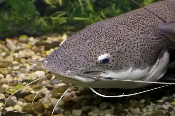 The animal with the most teeth in the world