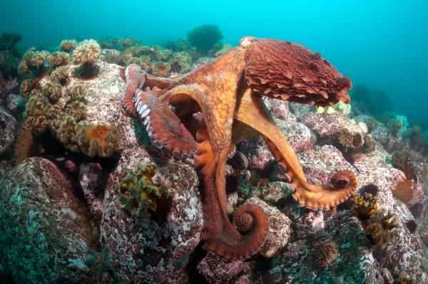 Pulpos venenosos - Pulpo gigante del Pacífico (Enteroctopus dofleini)