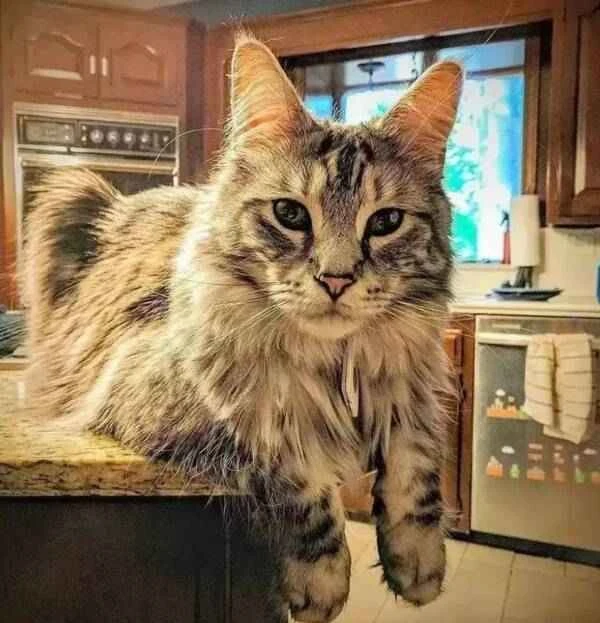 Maine Coon (Cygnus) 缅因猫Cygnus