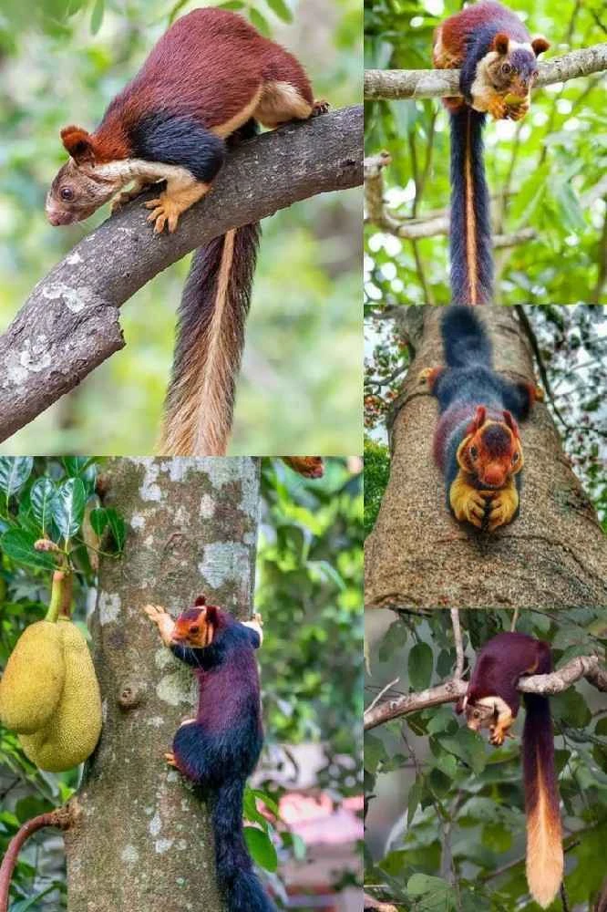 Indian giant squirrel (Malabar giant squirrel): A unique species with such vibrant colors that it seems like it's been photoshopped.