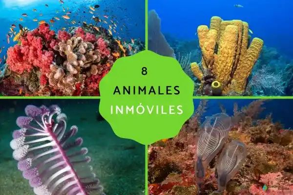 8 animals that don't move: Why do they choose to stay still?