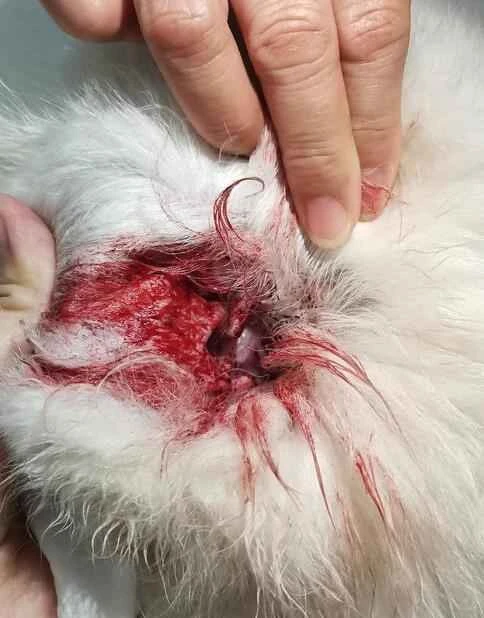 Unveiling the phenomenon of menstruation in animals: Which animals menstruate? What impact does it have on animal health?