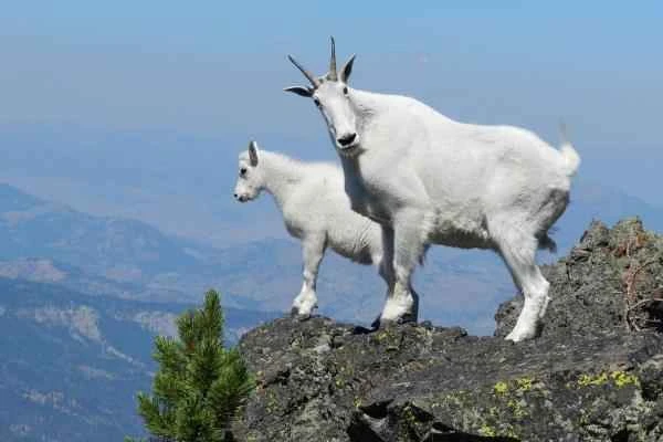 Animales que saltan alto - Cabra blanca de montaña (Oreamnos americanus)