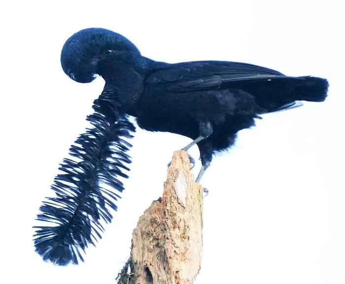 A detailed explanation of the long-eared drooping umbrella bird: a "dancer of earrings" in nature.