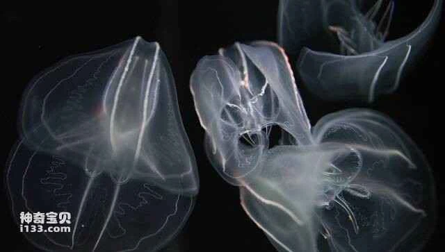 The world's top ten animals with regenerative abilities; a list of animals with regenerative capabilities.