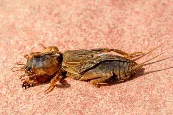 Tipos de grillos - Grillo topo africano (Gryllotalpa africana)