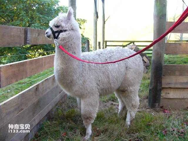 2023050515298813.jpg 9.jpg