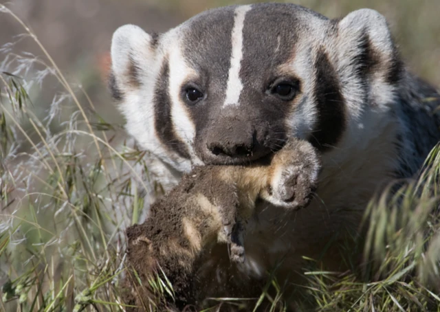 Badger's food list: What kinds of prey do they hunt?