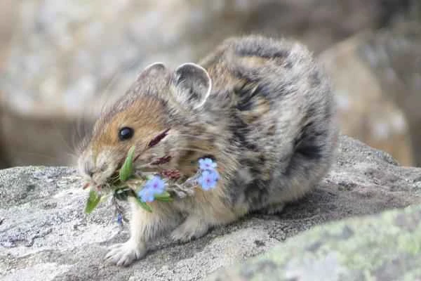 A Comprehensive Guide to Lagomorpha: Typical Examples, Characteristics, and Differences (Rabbit, Hare, Pikachu)