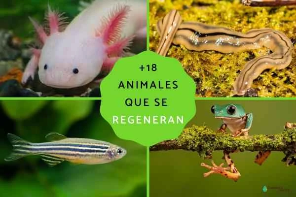 Unveiling the Secrets of Animal Regeneration: 10 Amazing Animals with Regenerative Capabilities and Their Mechanisms