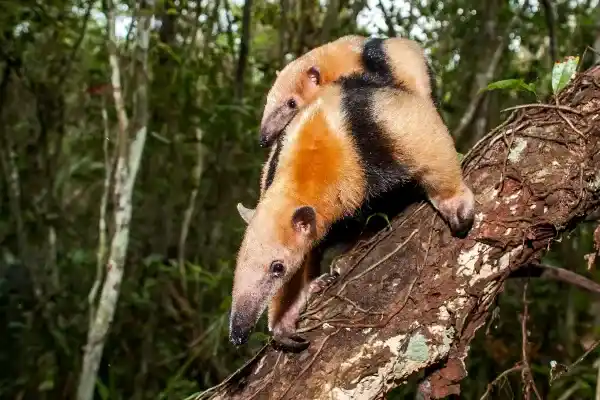 2025072312235046.webp 9.webp